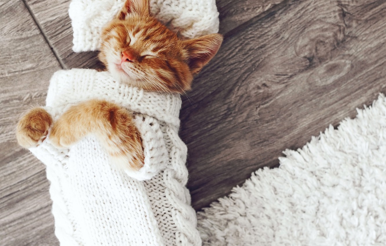 Photo Wallpaper Cat, Carpet, Sleeping, Cats, Sleep, - Sticka Tröja Till Katt - HD Wallpaper 