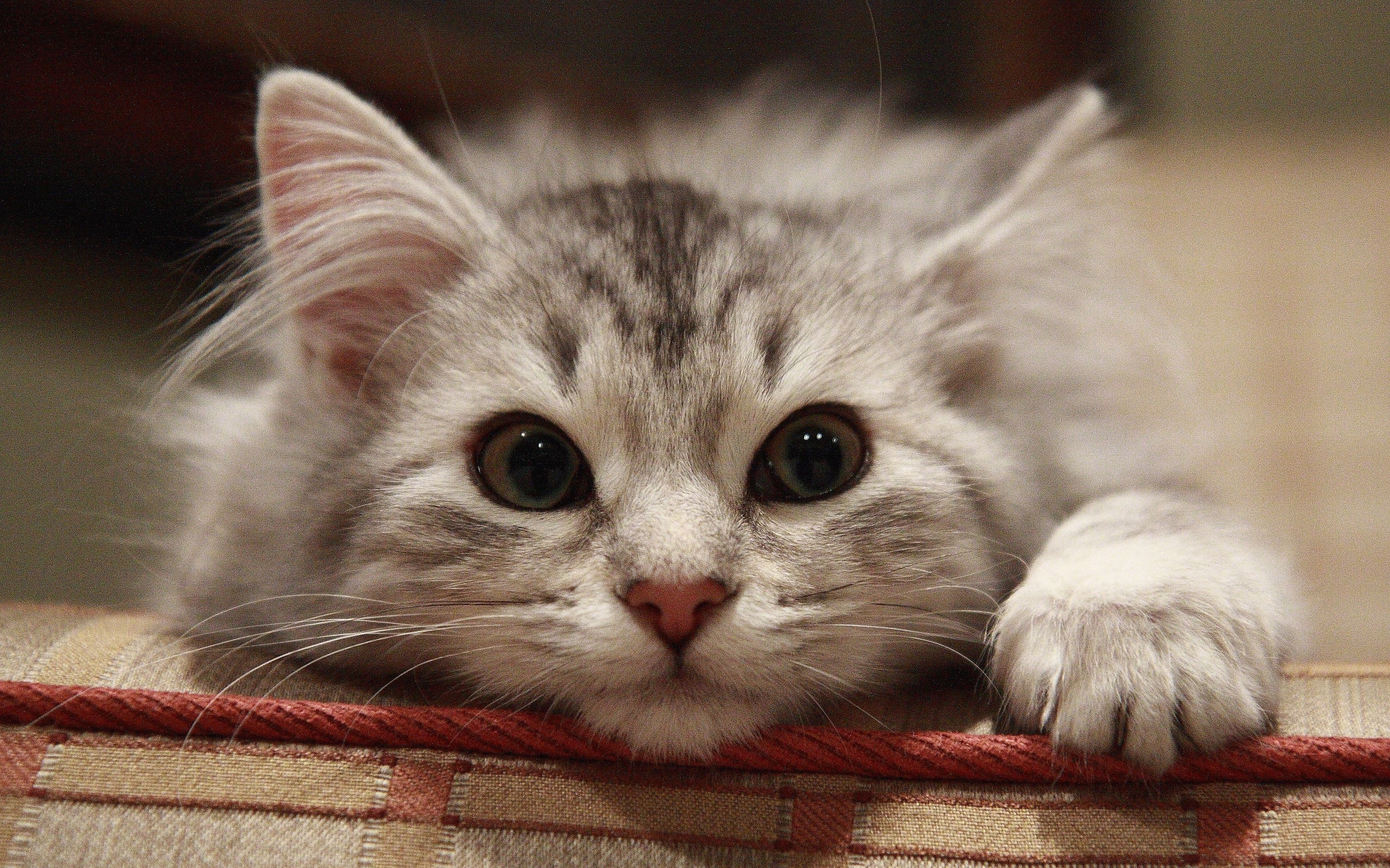 Very Cute Cat Face Wallpaper - Beautiful Cats Images Free Download - HD Wallpaper 
