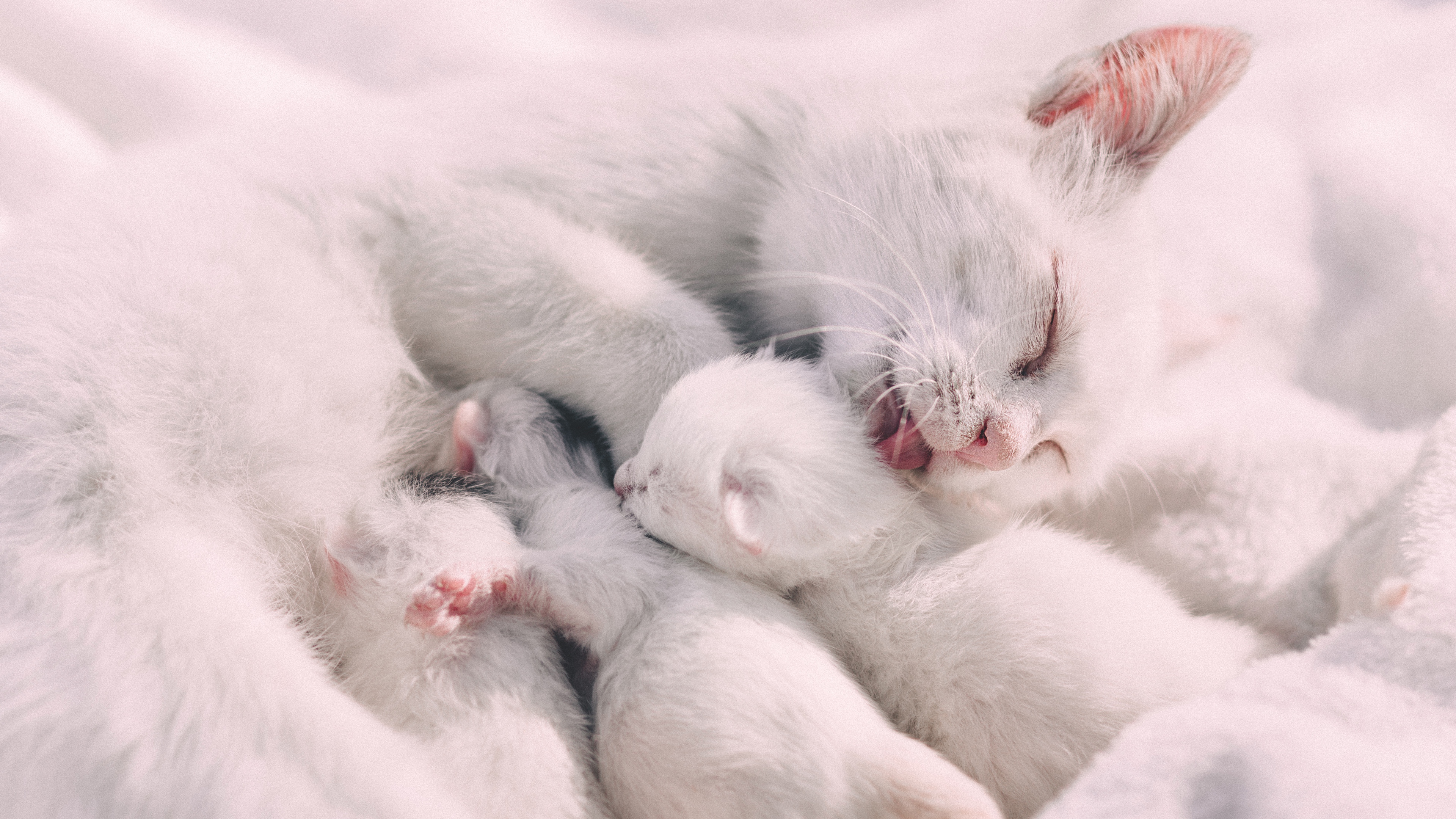 Wallpaper Cat, Kittens, Family, Care, Tenderness - Gata Con Sus Crias - HD Wallpaper 