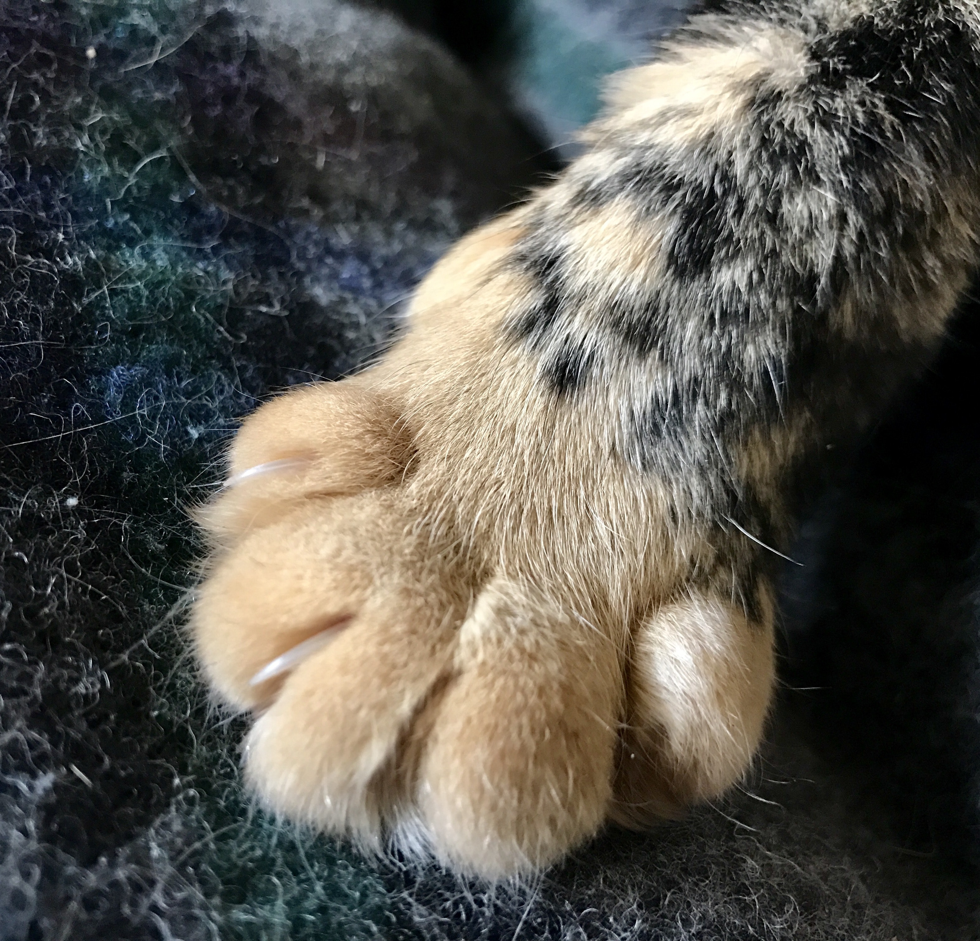 Paw - HD Wallpaper 