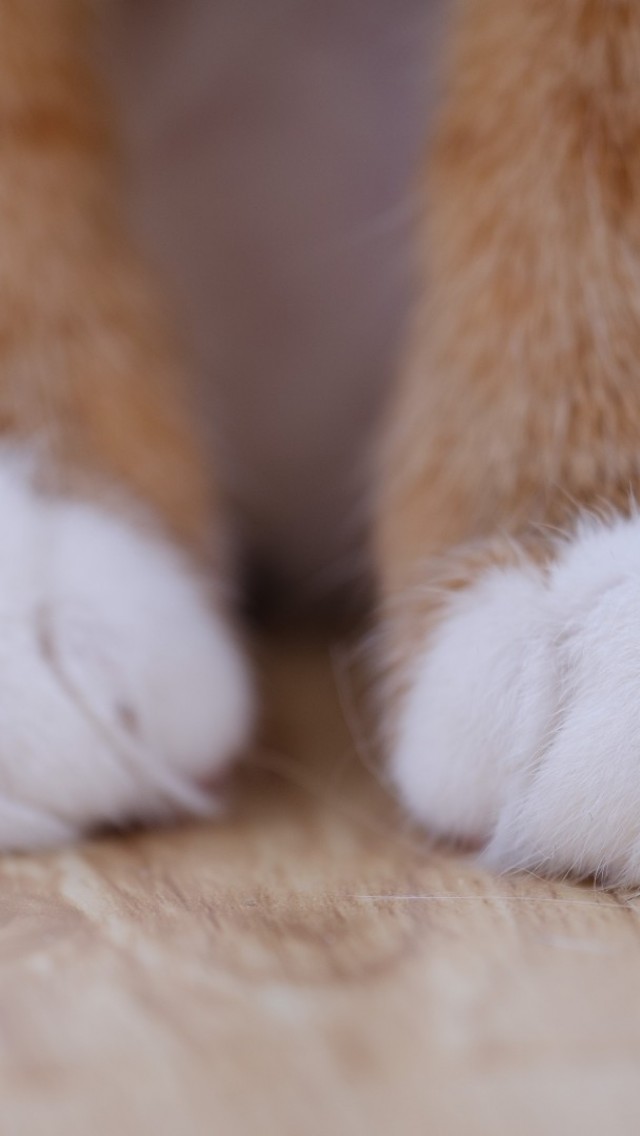 Ragdoll - HD Wallpaper 