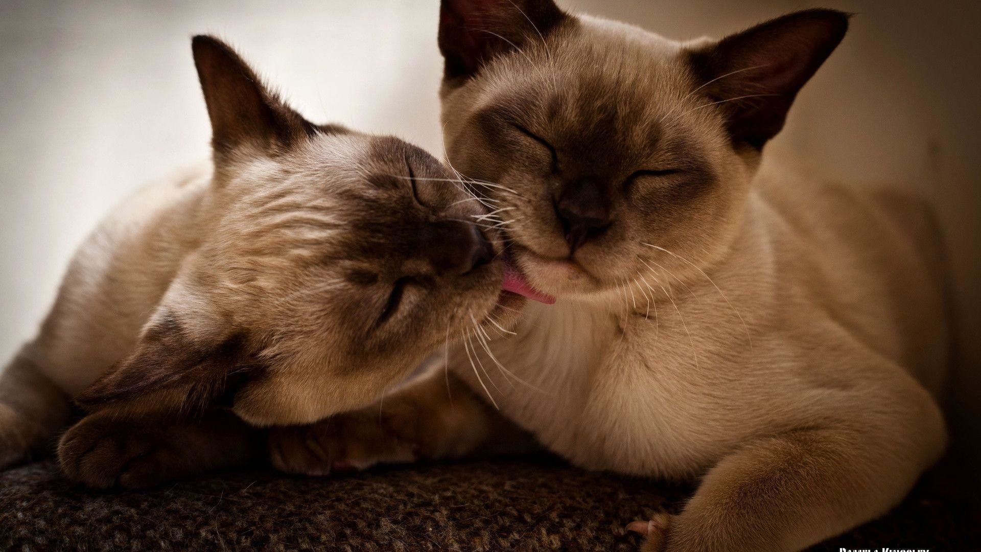 Siamese Cat Wallpapers - Siamese Cats Wallpaper Hd - HD Wallpaper 