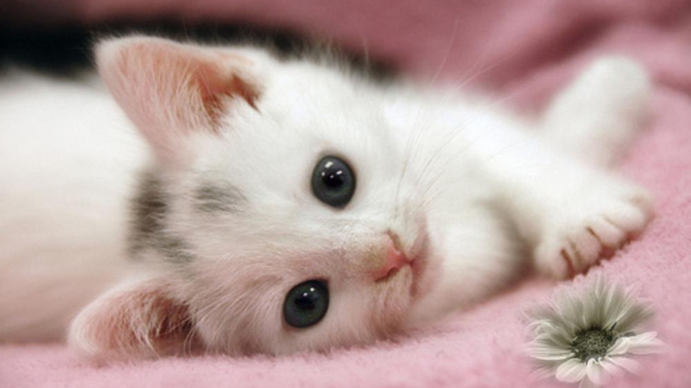 Download Cute White Cat Kitten Wallpaper - Baby Kittens And Puppys -  1366x768 Wallpaper 