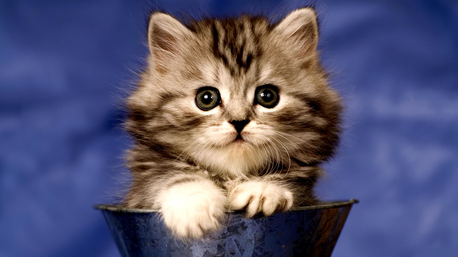 Fluffy Kitten Wallpapers Hd Earthly Wallpaper 1080p - Cat Wallpaper Full Screen - HD Wallpaper 