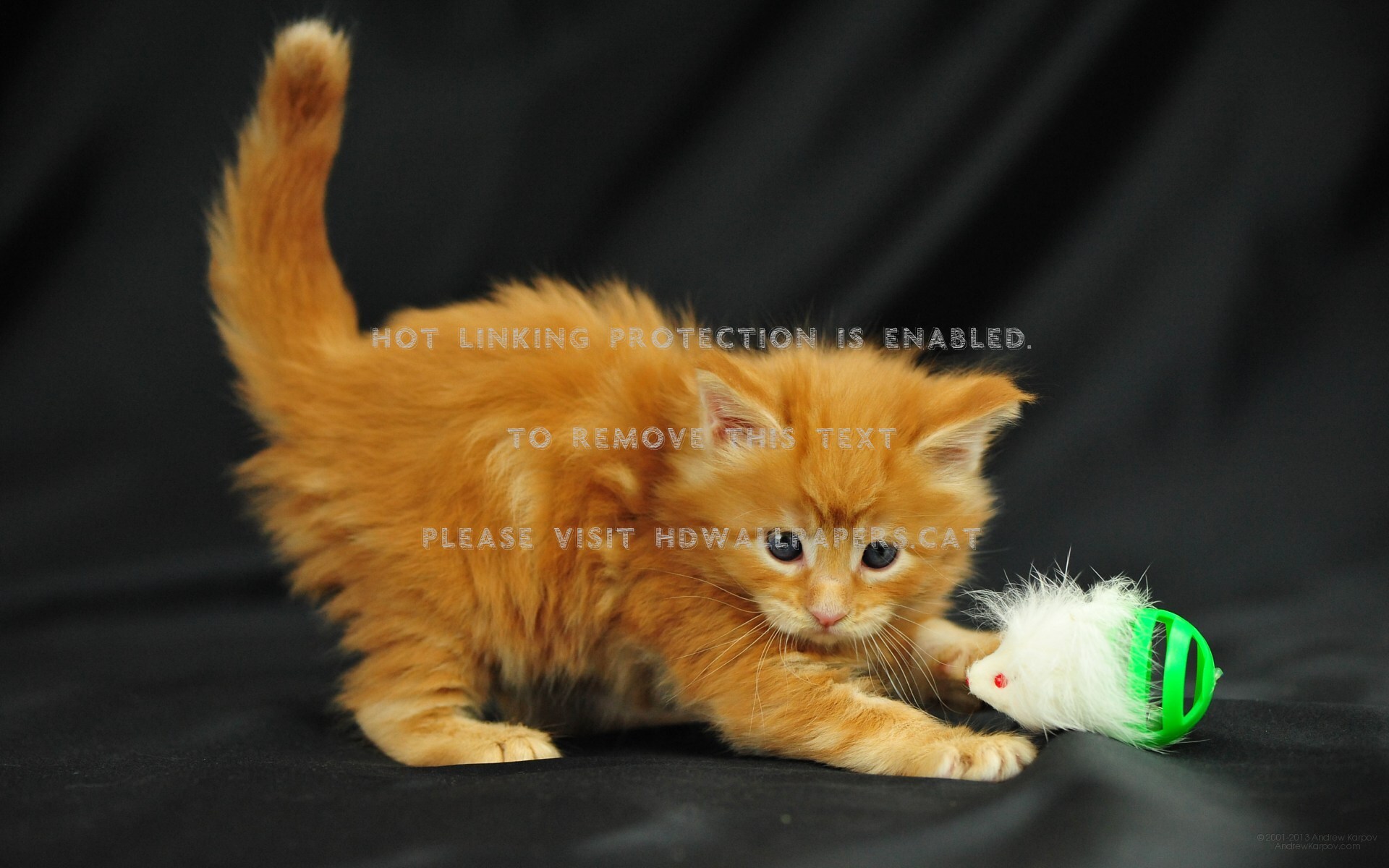 Kitten - HD Wallpaper 