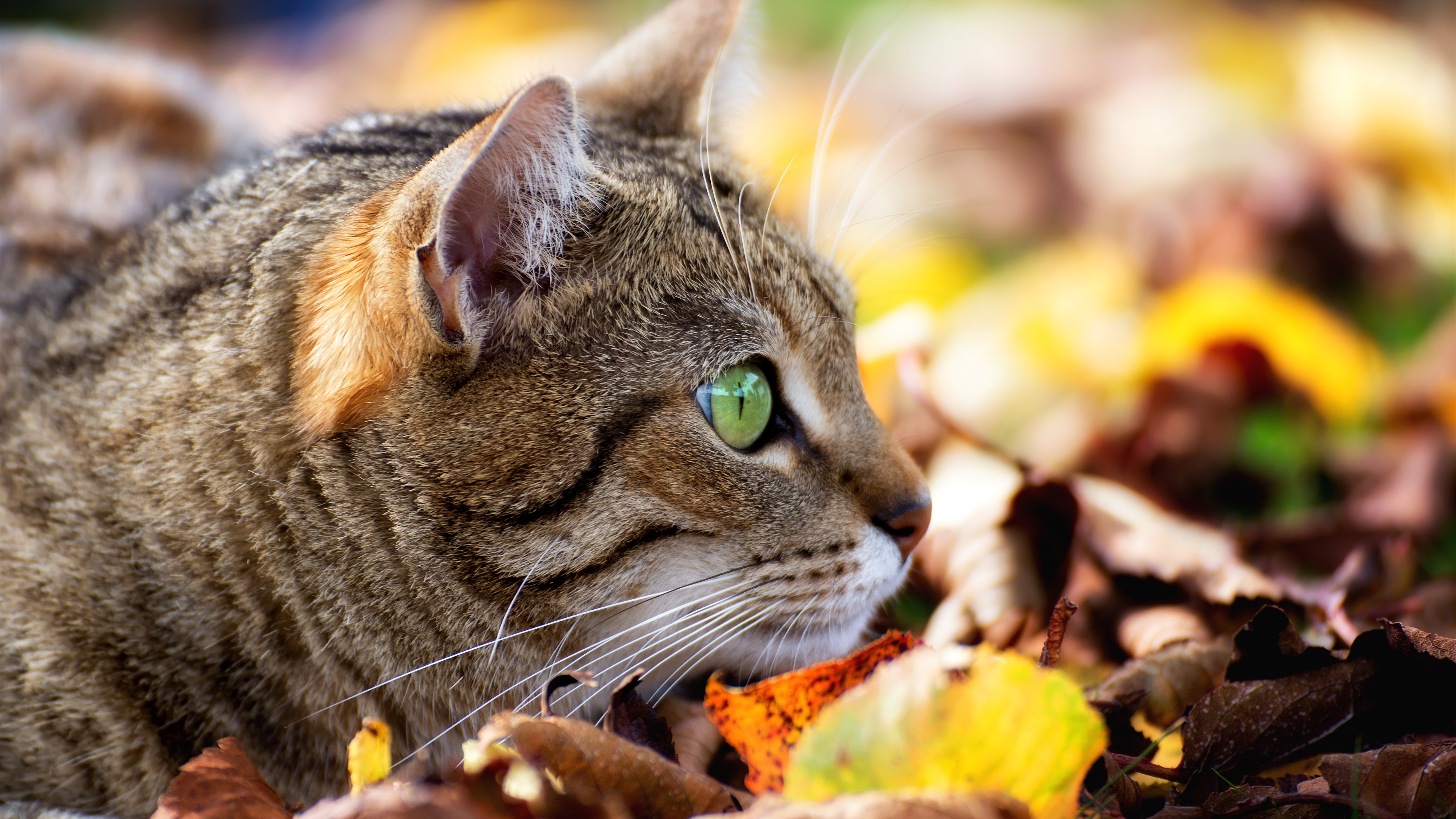 Wallpaper Cat, Face, Green Eyes, Leaves, Autumn - Wallpaper - HD Wallpaper 