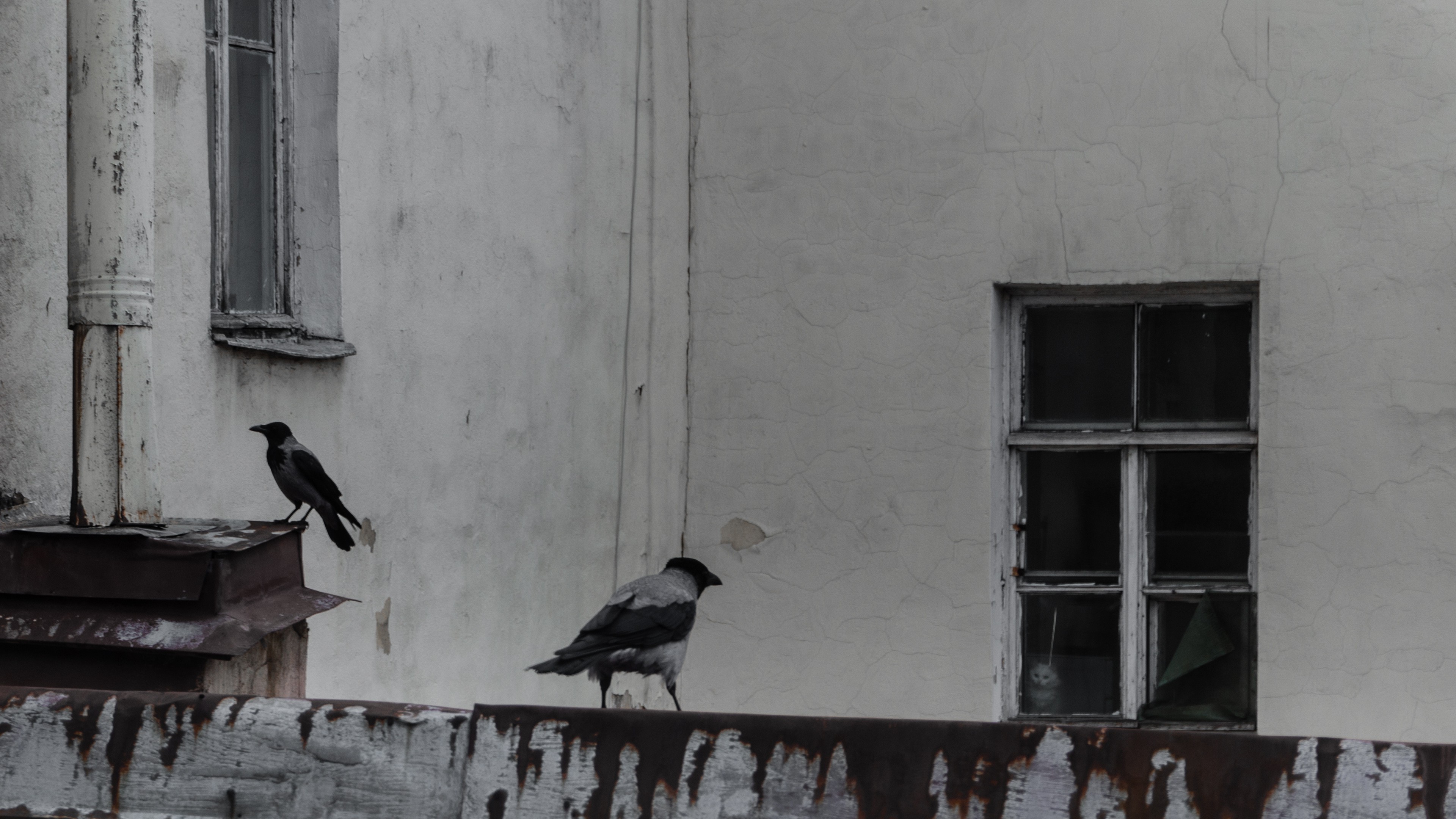 Cat And Birds Photography - HD Wallpaper 