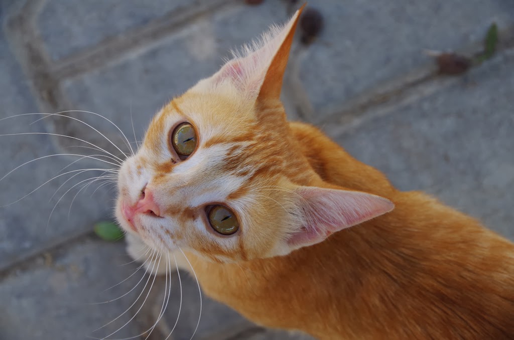 Cyprus Cat Face Wallpaper - Arabian Mau - HD Wallpaper 