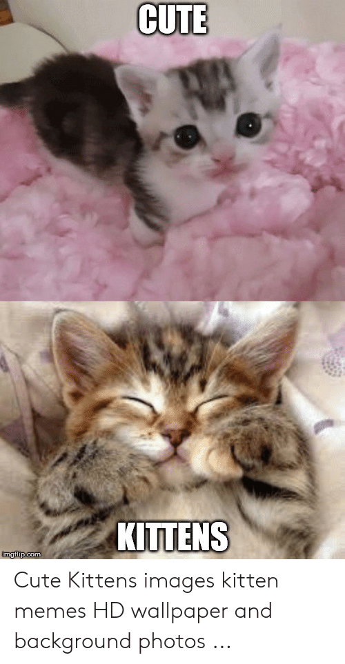 Funny Kitten Memes - Little Kitten Cute Gif - 500x963 Wallpaper 
