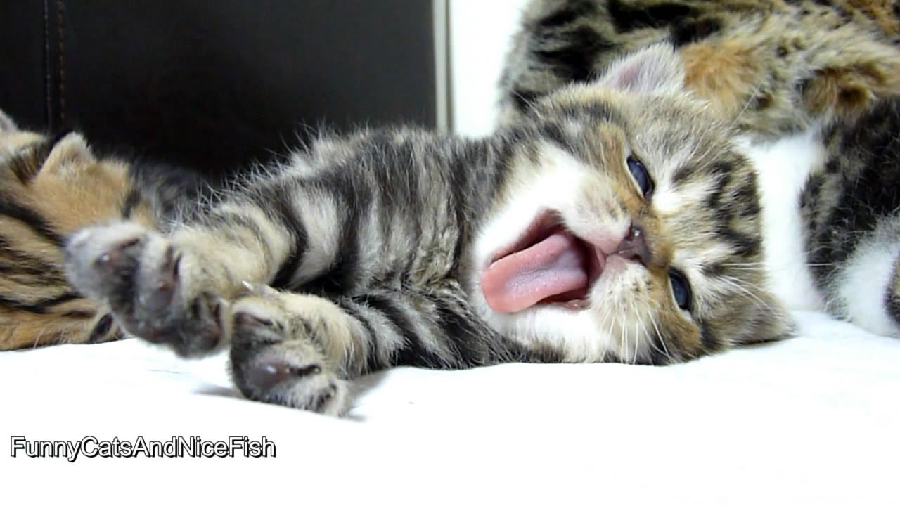 Cute Cats Yawning - HD Wallpaper 