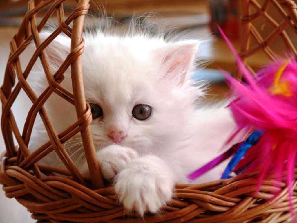 Baby Cat Wallpaper - Sweet Baby Cat - HD Wallpaper 