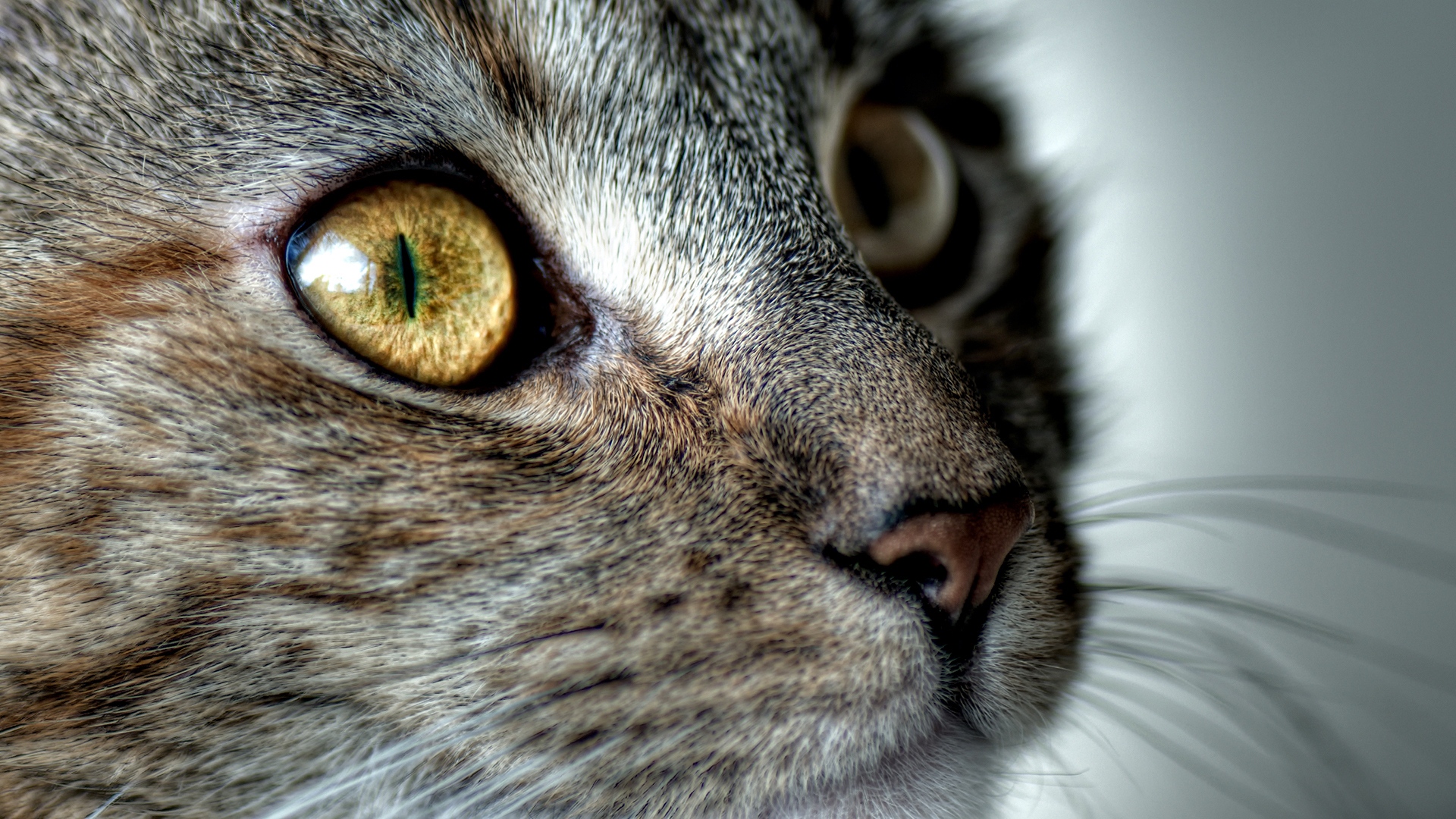 Wallpaper Cat, Face, Eyes, Surprise - Closeup Of An Animal - HD Wallpaper 