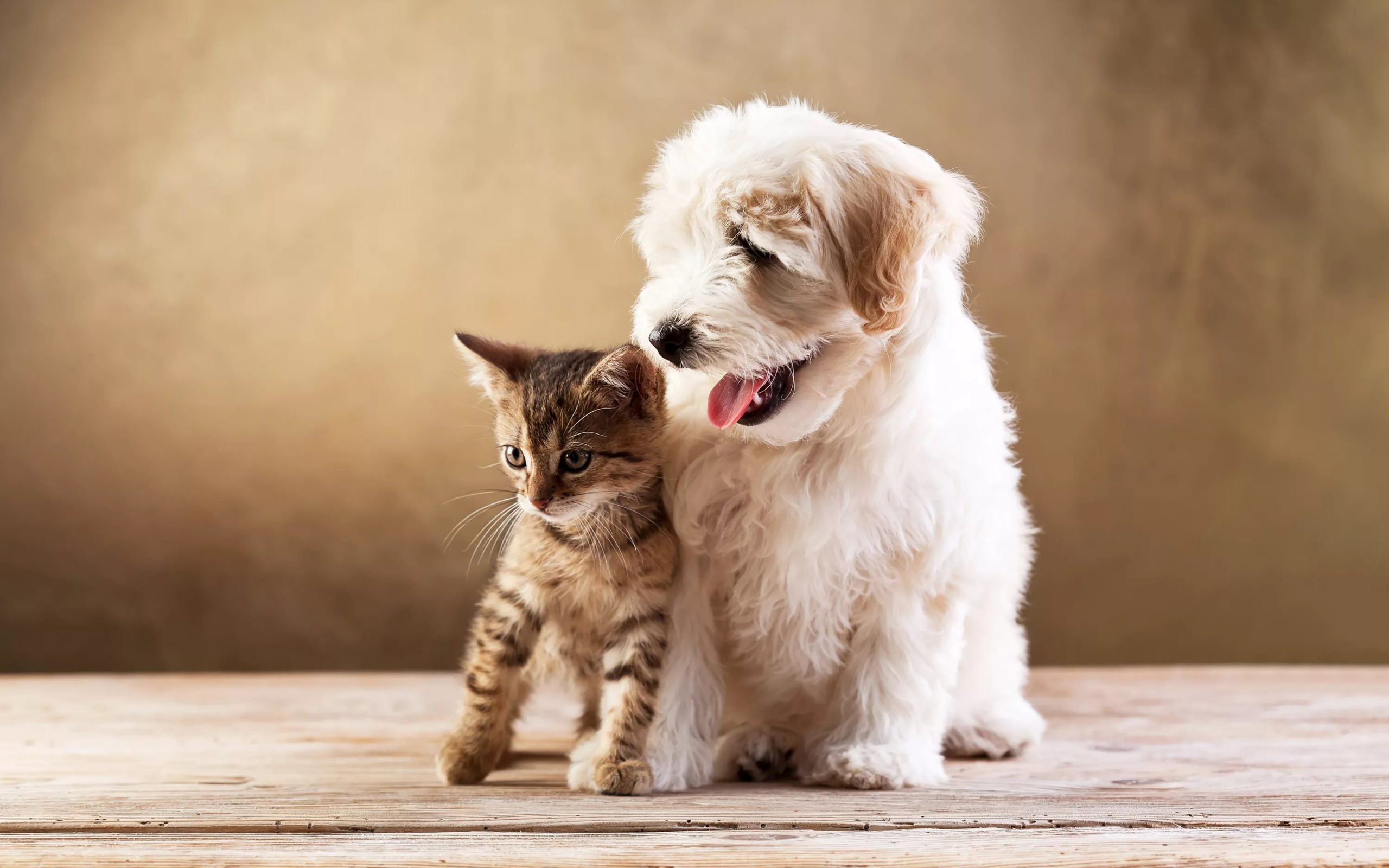 Kitten And Puppy Backgrounds - HD Wallpaper 