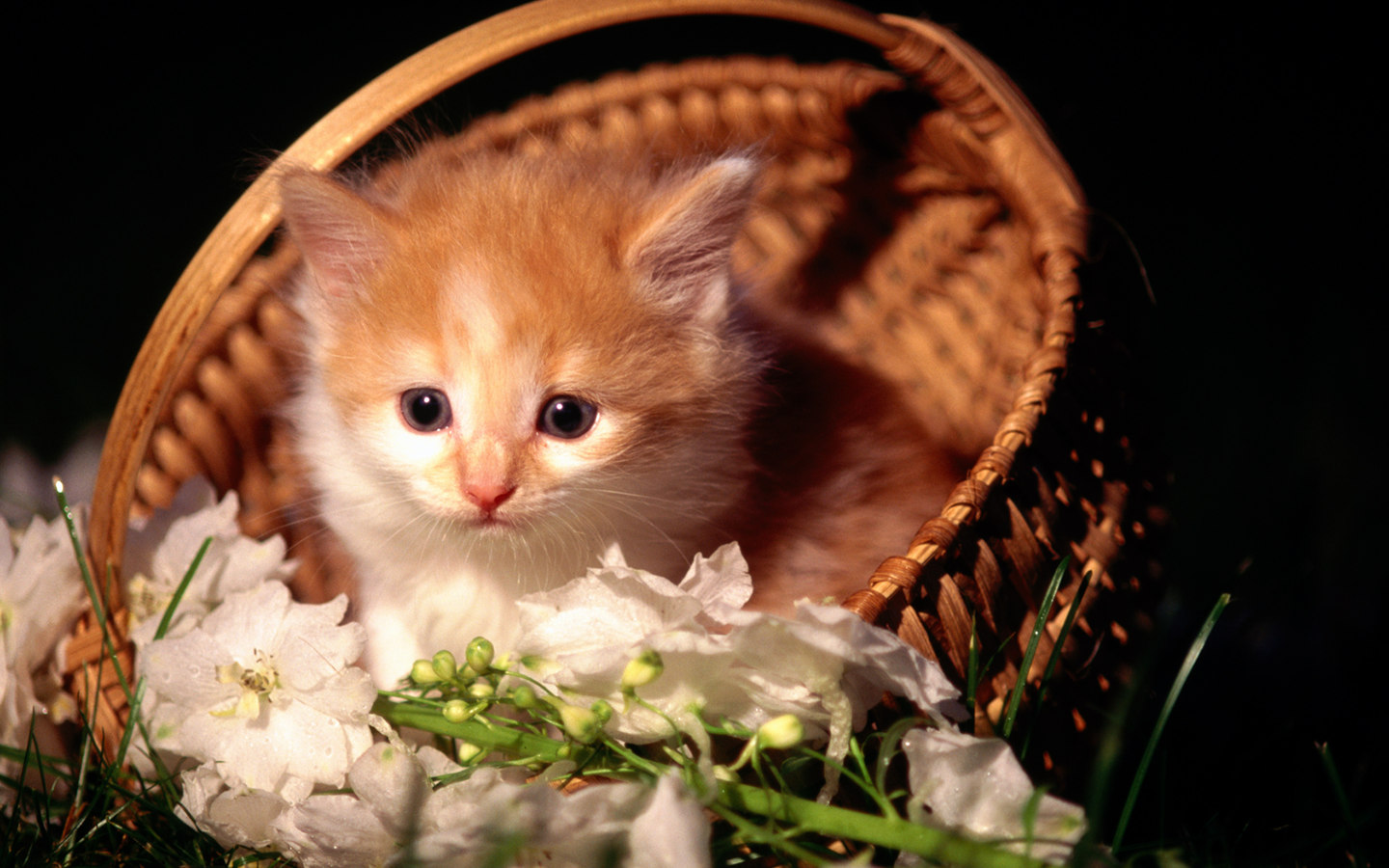 Sweet Kitty - Cute Kitten In Basket - HD Wallpaper 