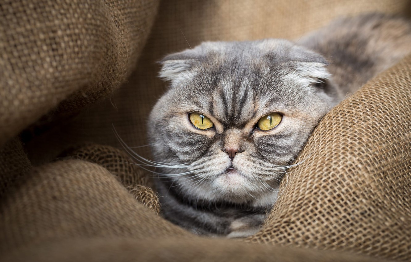 Photo Wallpaper Cat, Eyes, Cat, Face, Grey, Background, - Кот С Недовольной Мордой - HD Wallpaper 