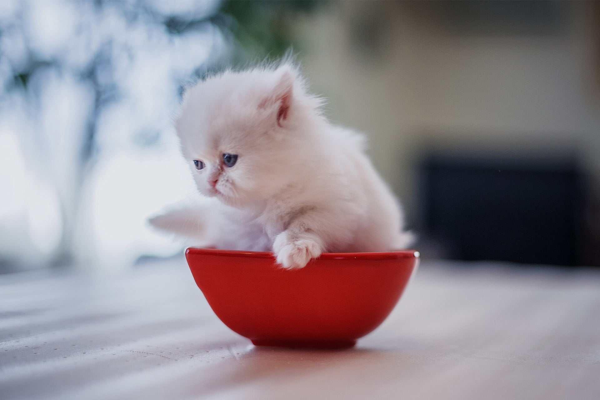 Baby Kitten White Cat - HD Wallpaper 