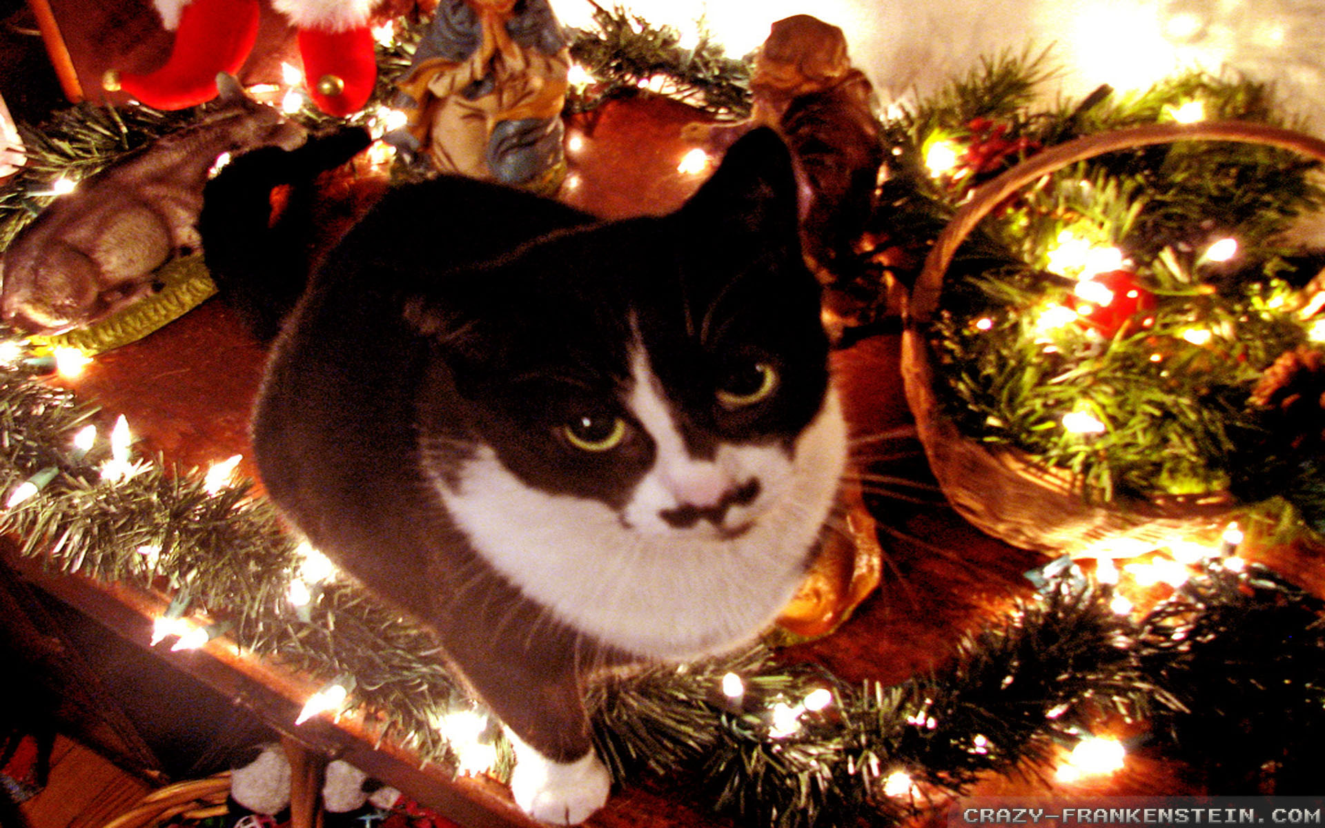 Desktop Wallpaper Christmas Cat - HD Wallpaper 