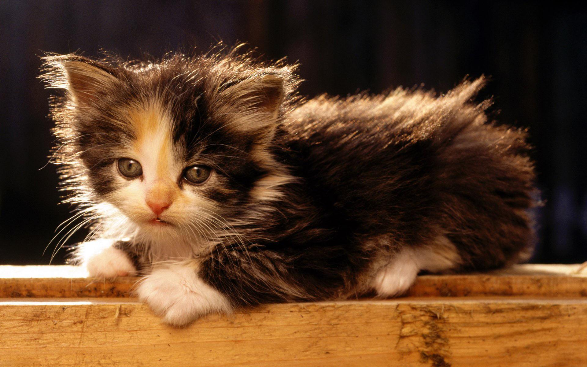 Kittens Long Haired Japanese Bobtail - HD Wallpaper 