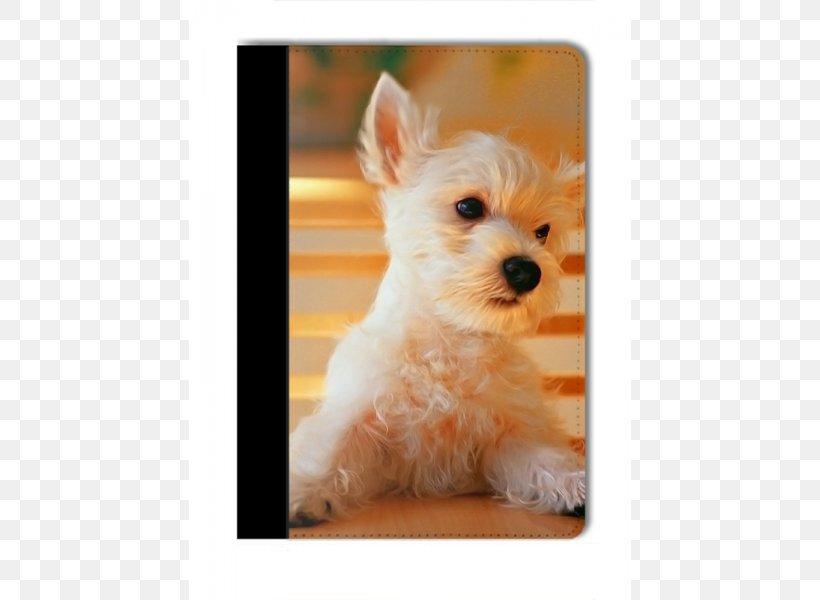 Puppy Maltese Dog Pet Sitting Desktop Wallpaper Wallpaper, - Dogs Picture 2560 X 1440 - HD Wallpaper 