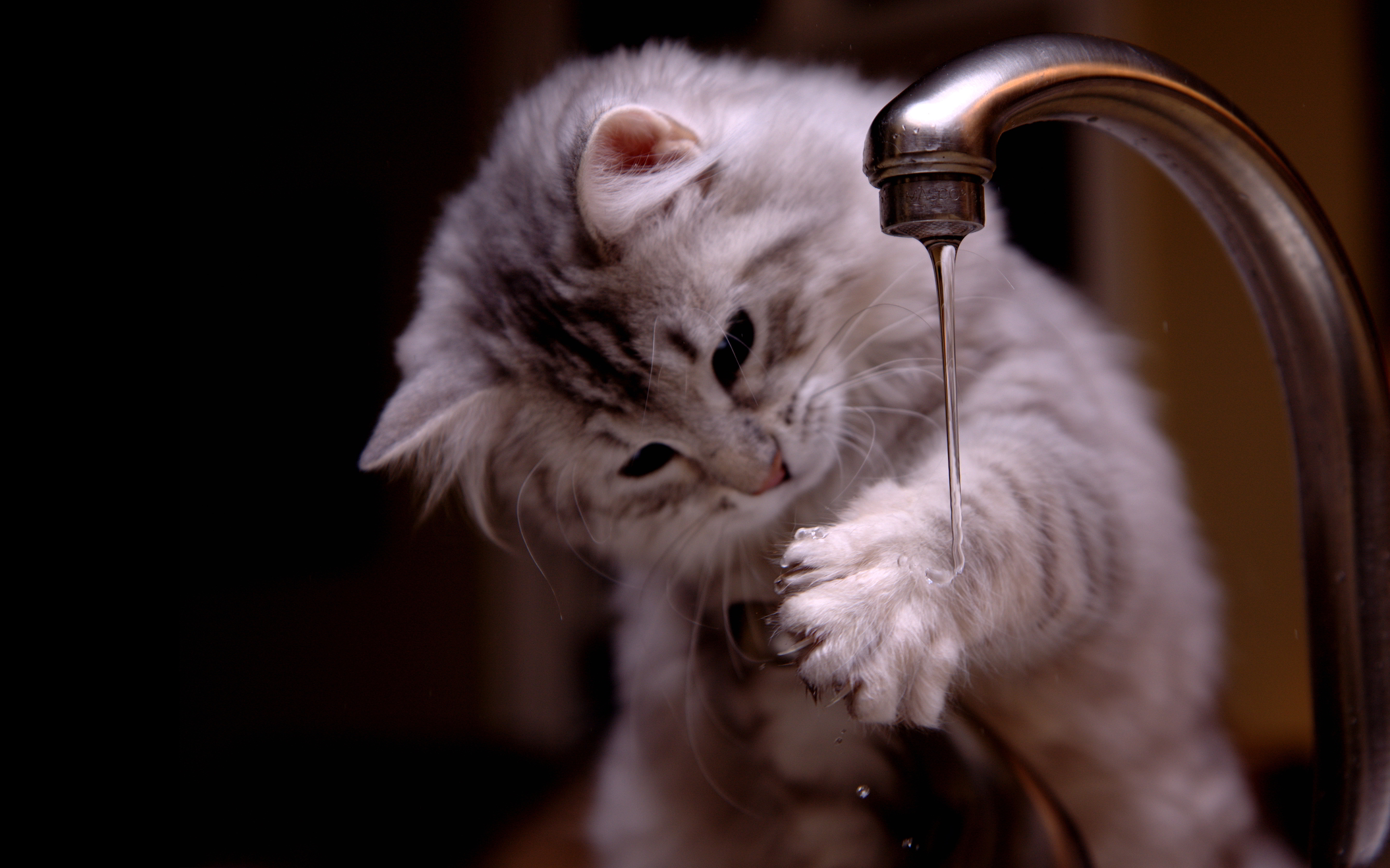 Cat Washing Its Hands - HD Wallpaper 