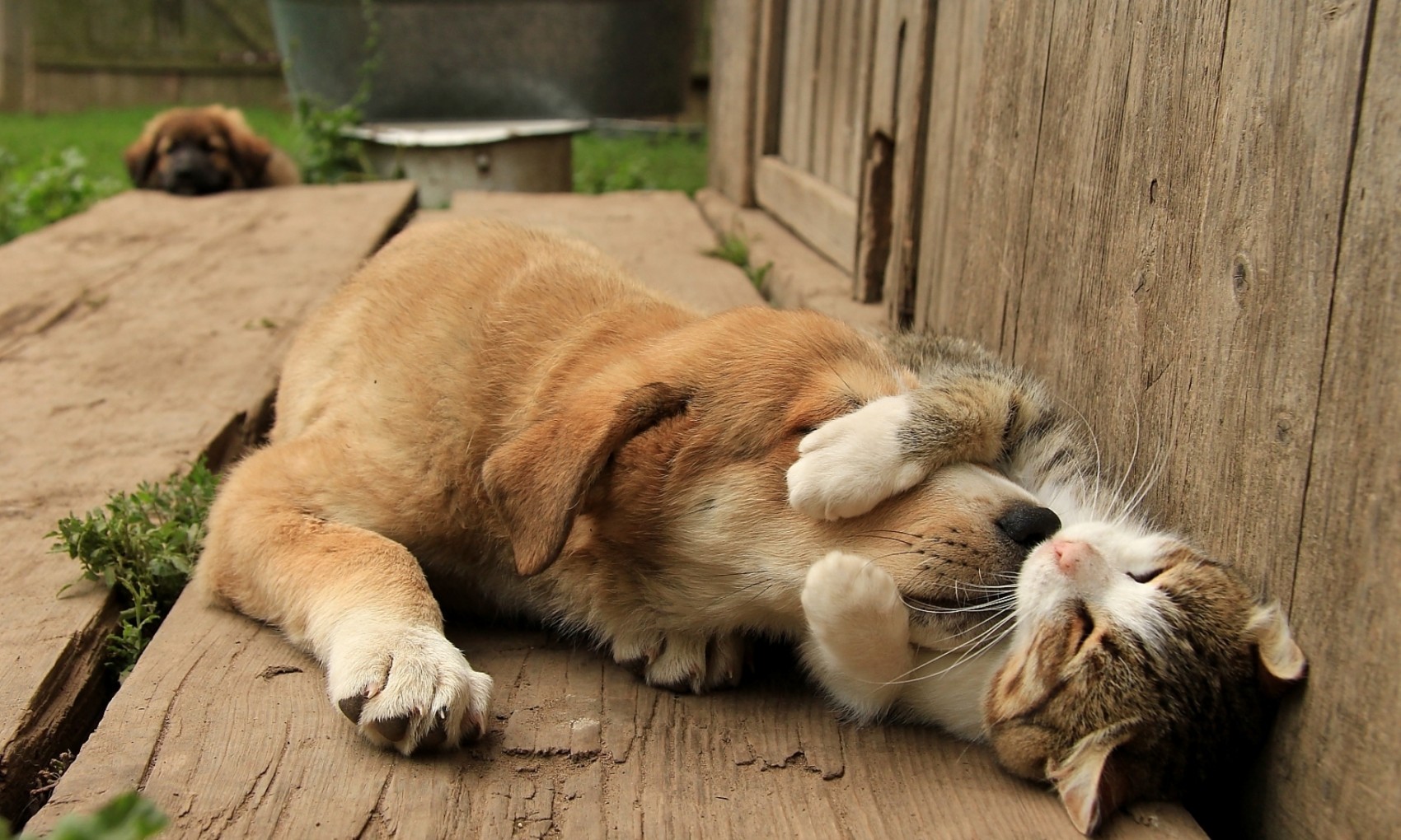 Dog, Cat, Cute, Friends - Cute Doggy And Cat - HD Wallpaper 