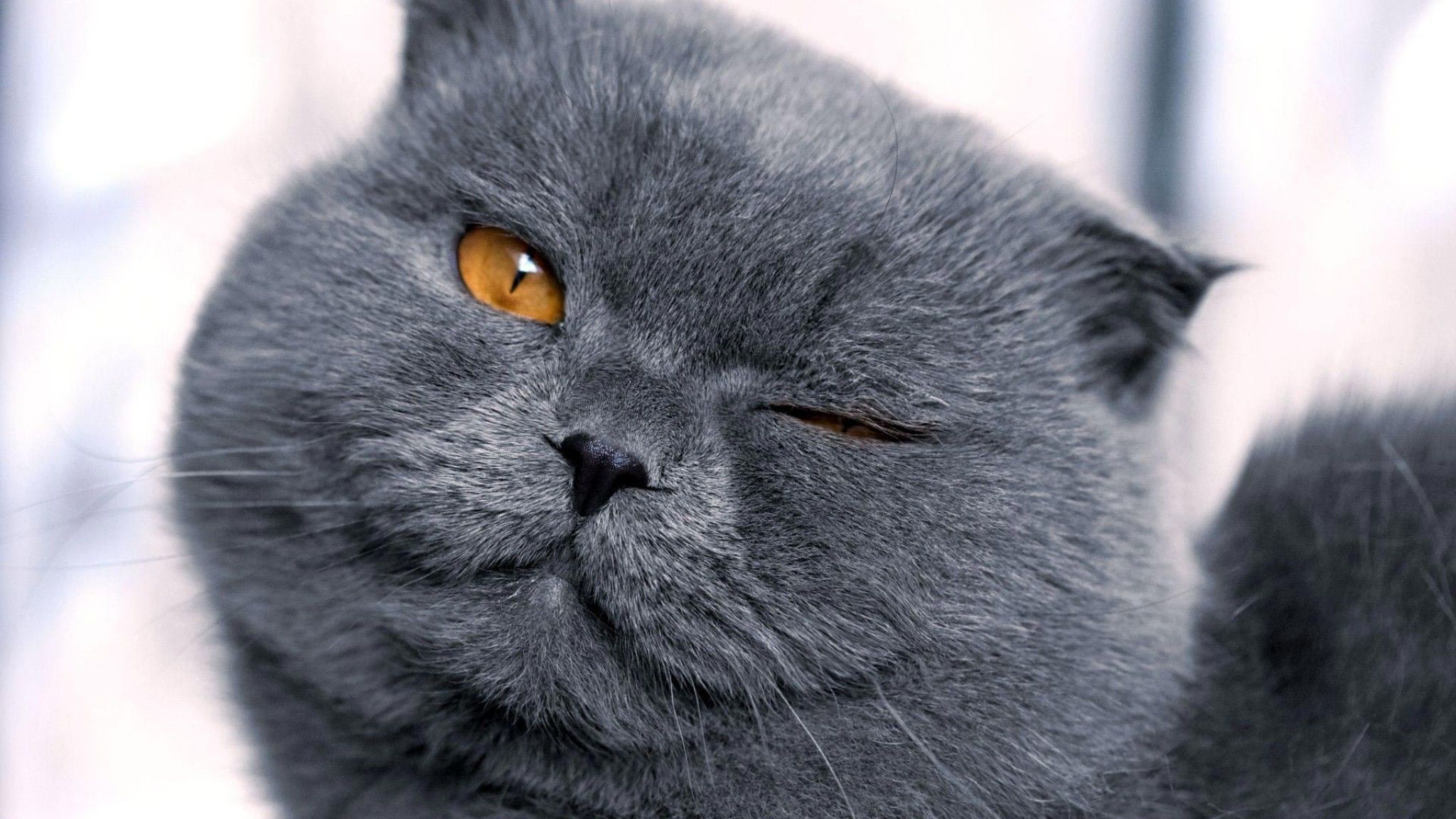 Cat Face Wallpaper - HD Wallpaper 