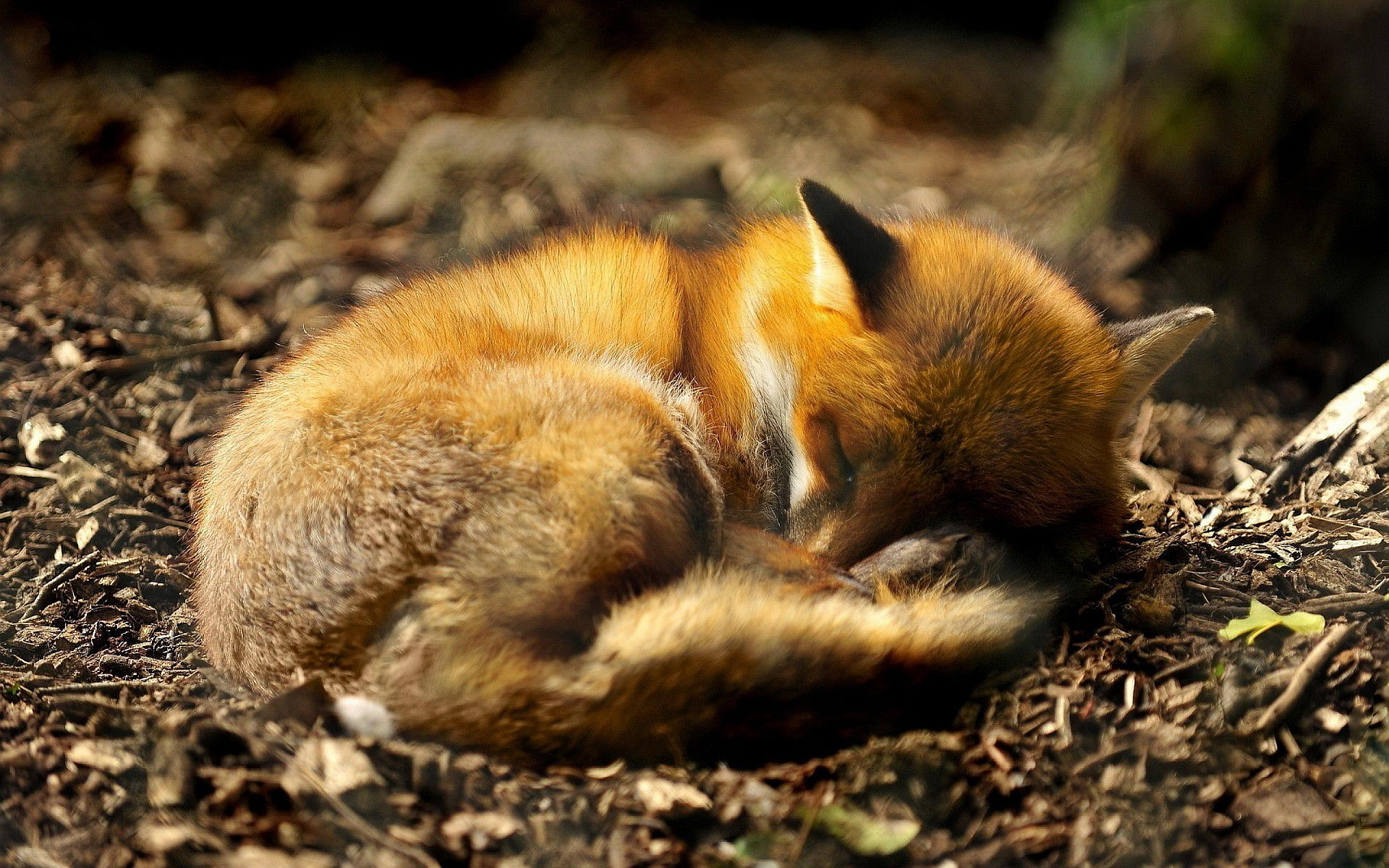 Sleeping Fox In Forest - HD Wallpaper 