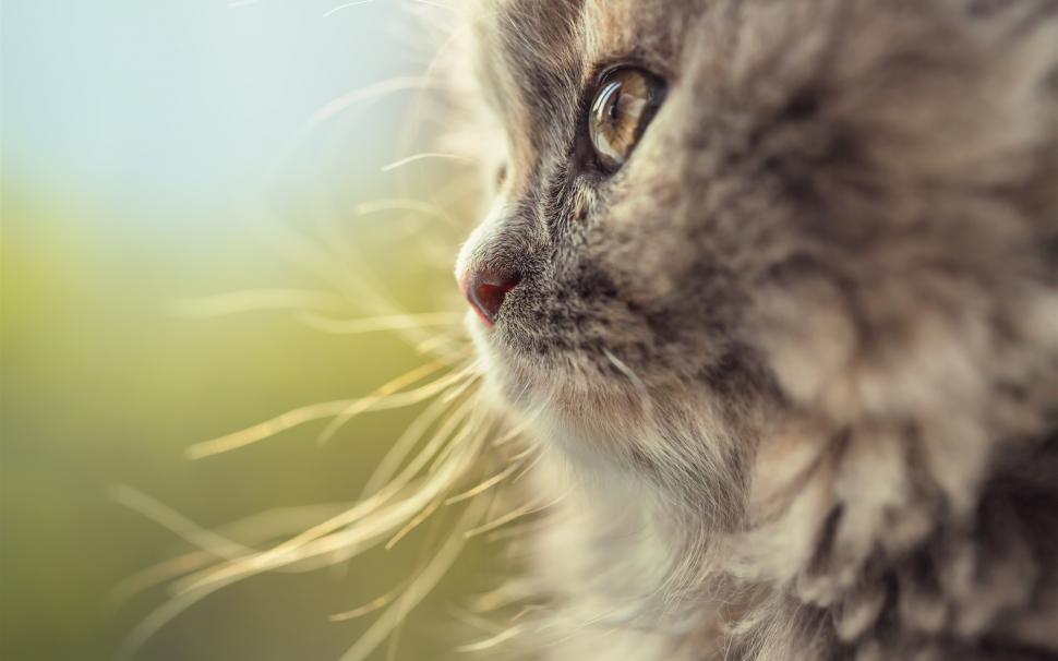 Cat Face Side View, Whiskers Wallpaper,cat Hd Wallpaper,face - Side View Of Cat Face - HD Wallpaper 