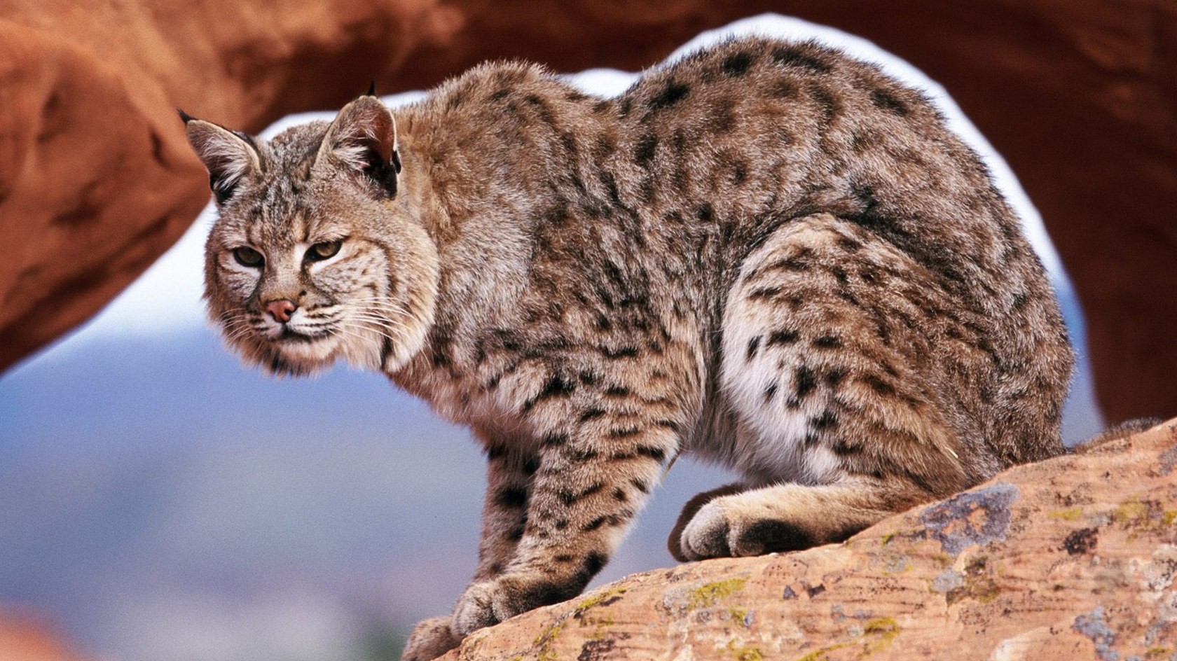 Wild Cat Wallpaper Free Download - Bobcat - HD Wallpaper 