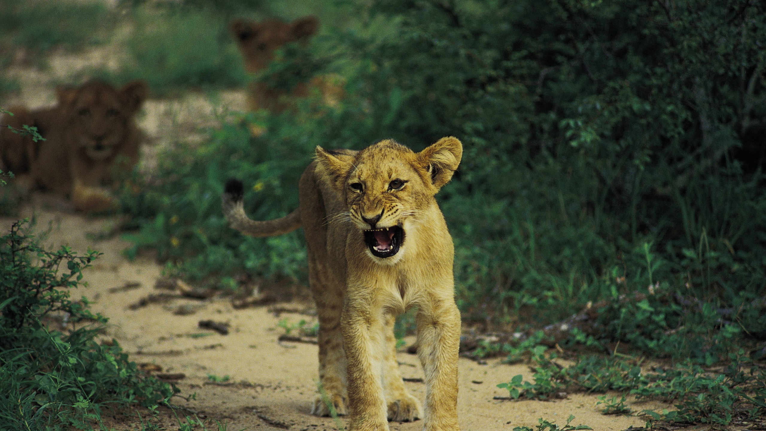 Wallpaper Lion, Baby, Kitten, Growling, Predator - Lion - HD Wallpaper 
