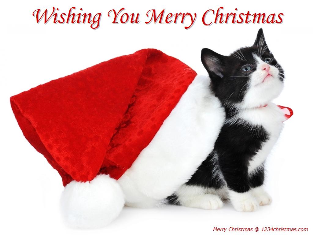 Merry Christmas With Kittens - HD Wallpaper 