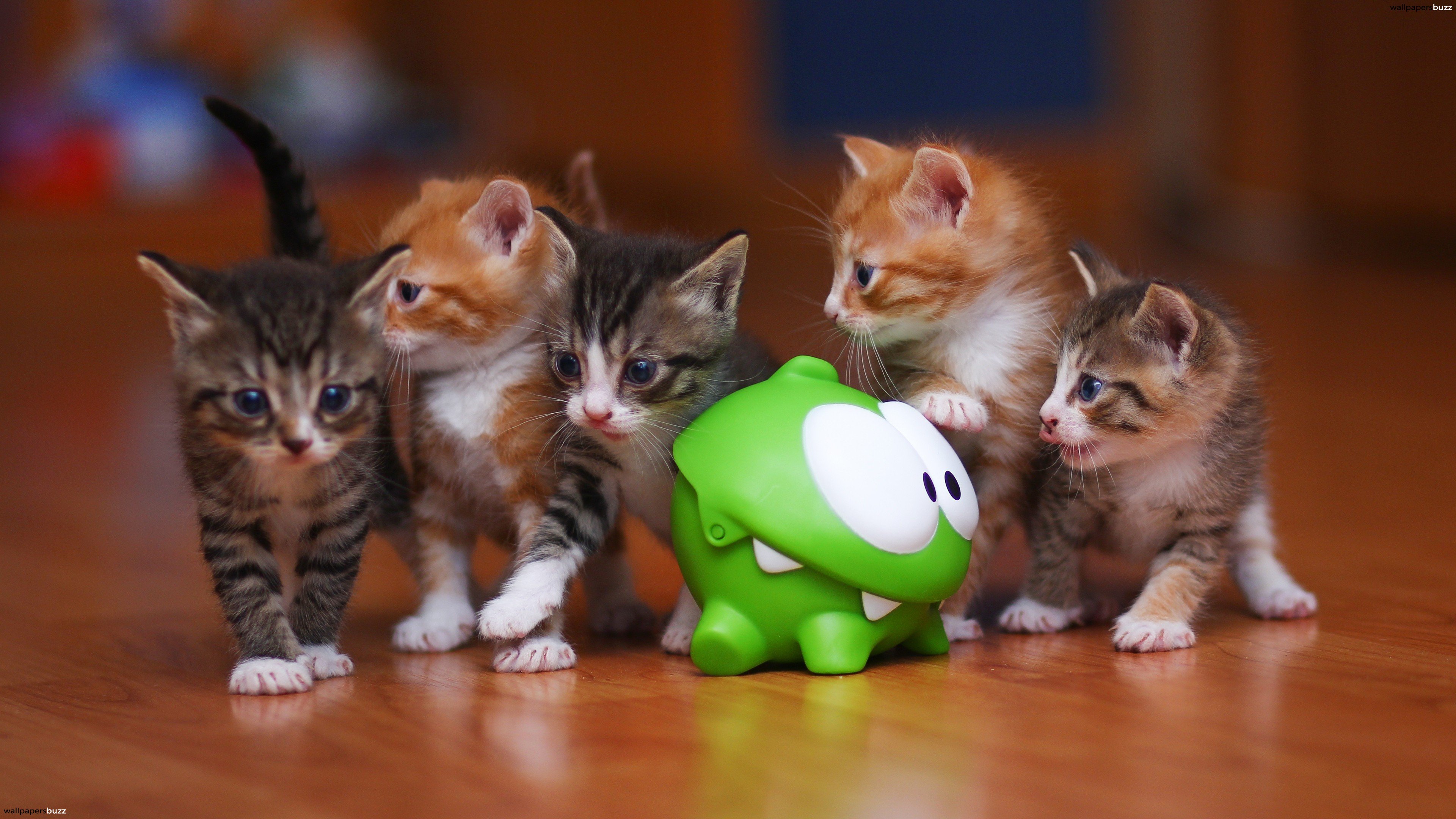 Cute Kittens Hd - HD Wallpaper 