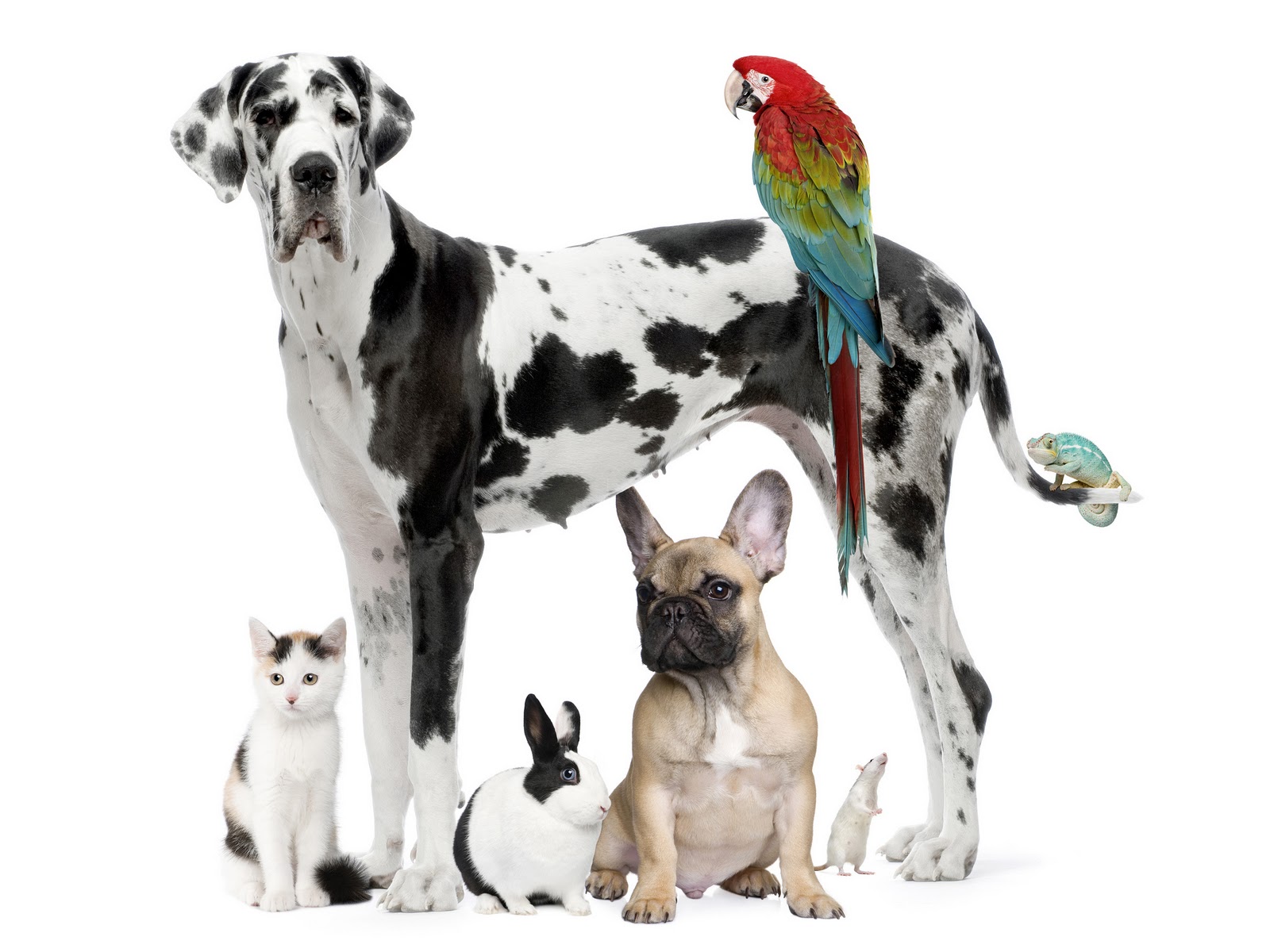 Cute Dog And Cat Pictures Download - Pets In One - 1600x1200 Wallpaper - Cute Dog And Cat Pictures Download - Pets In One - 1600x1200 Wallpaper -
