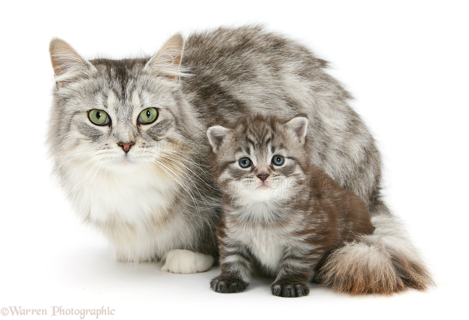 Cats And Kittens - Maine Coon Mother Cat - HD Wallpaper 