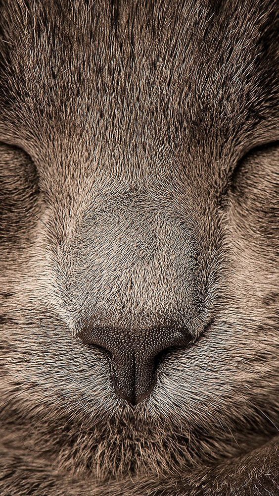 Android Hd Wallpaper Cat - HD Wallpaper 