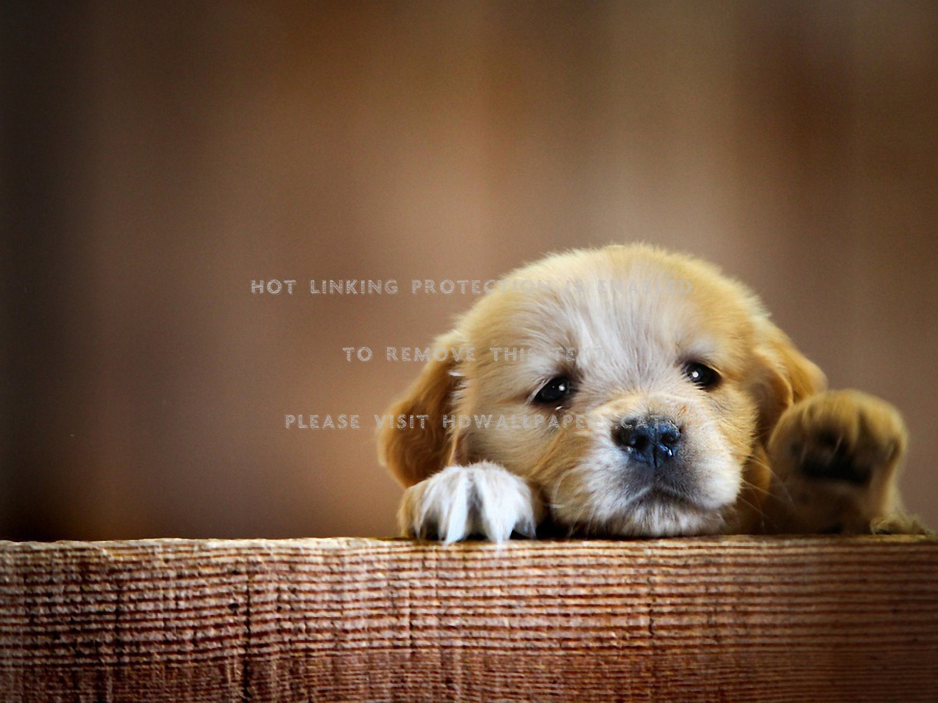 Cute Dog Loyal Animal Puppy - Beautiful Wallpaper Dog - HD Wallpaper 