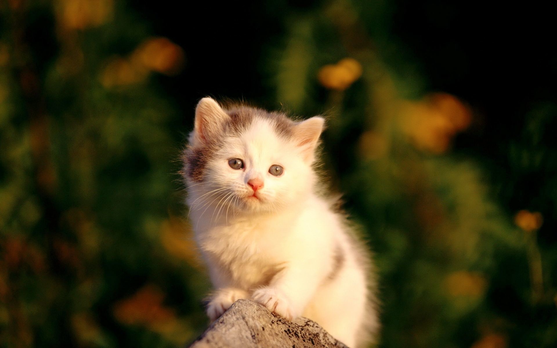 Sad Baby Cat Kitten Wallpaper - Cute Cat Photos Download - HD Wallpaper 