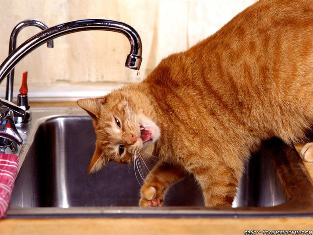 Cute Naughty Funny Cat - HD Wallpaper 