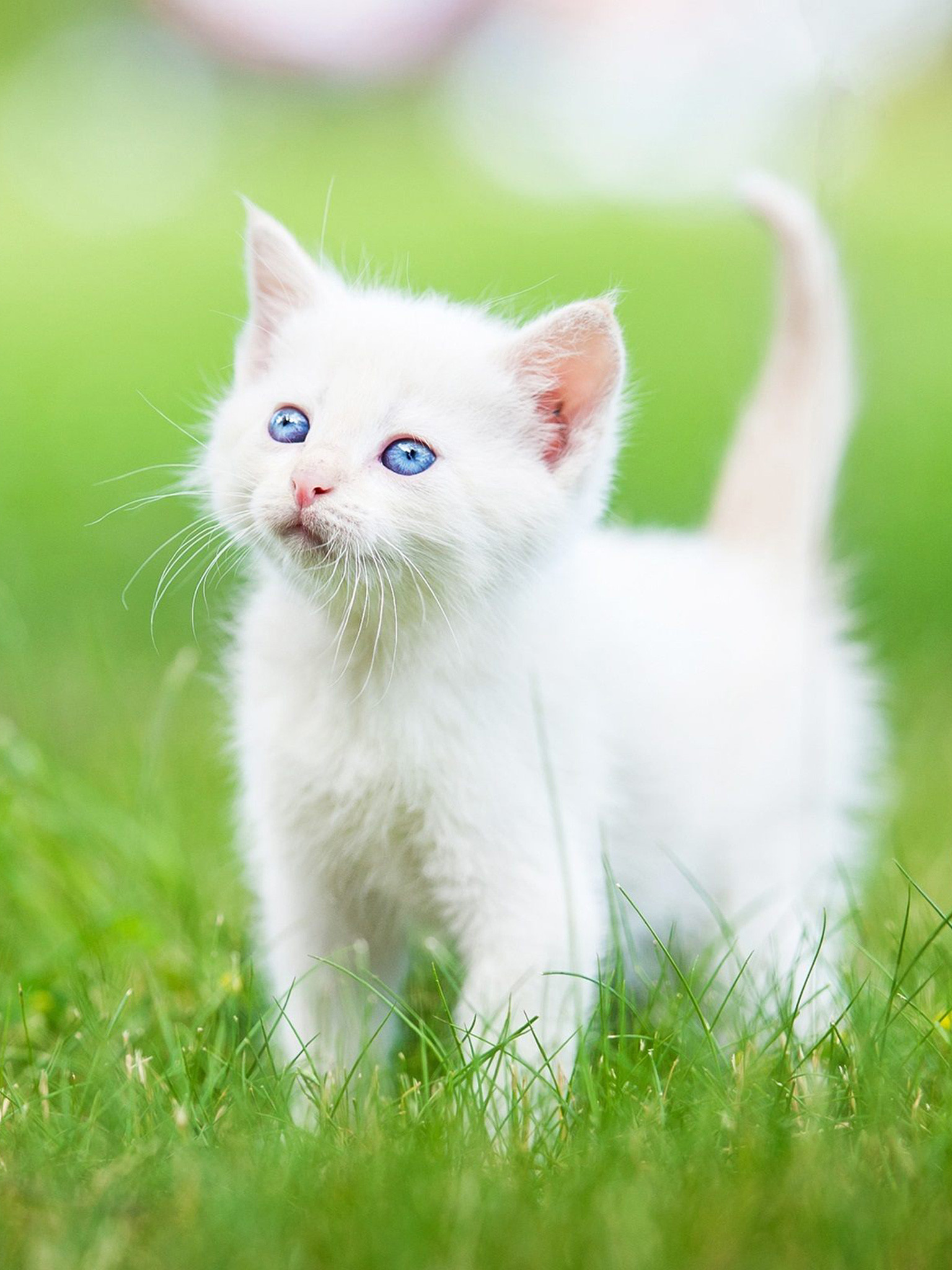 1536x2048, Persian Kitten Wallpaper 
 Data Id 177776 - White Kitten And Cat - HD Wallpaper 