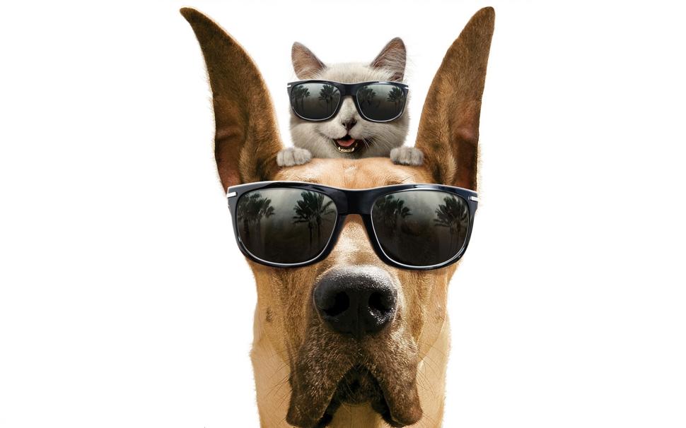 Cool Dog And Cat Wallpaper,funny Hd Wallpaper,friendship - Cute Wallpaper Dog Funny - 970x606 Wallpaper Cool Dog And Cat Wallpaper,funny Hd Wallpaper,friendship - Cute Wallpaper Dog Funny - 970x606 Wallpaper