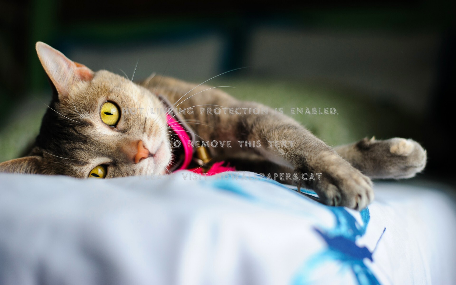Cat Paws Lovely Hat Kitten Face Beautiful - Cat - HD Wallpaper 