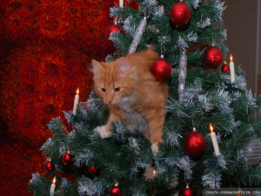 Christmas Cat Desktop - HD Wallpaper 