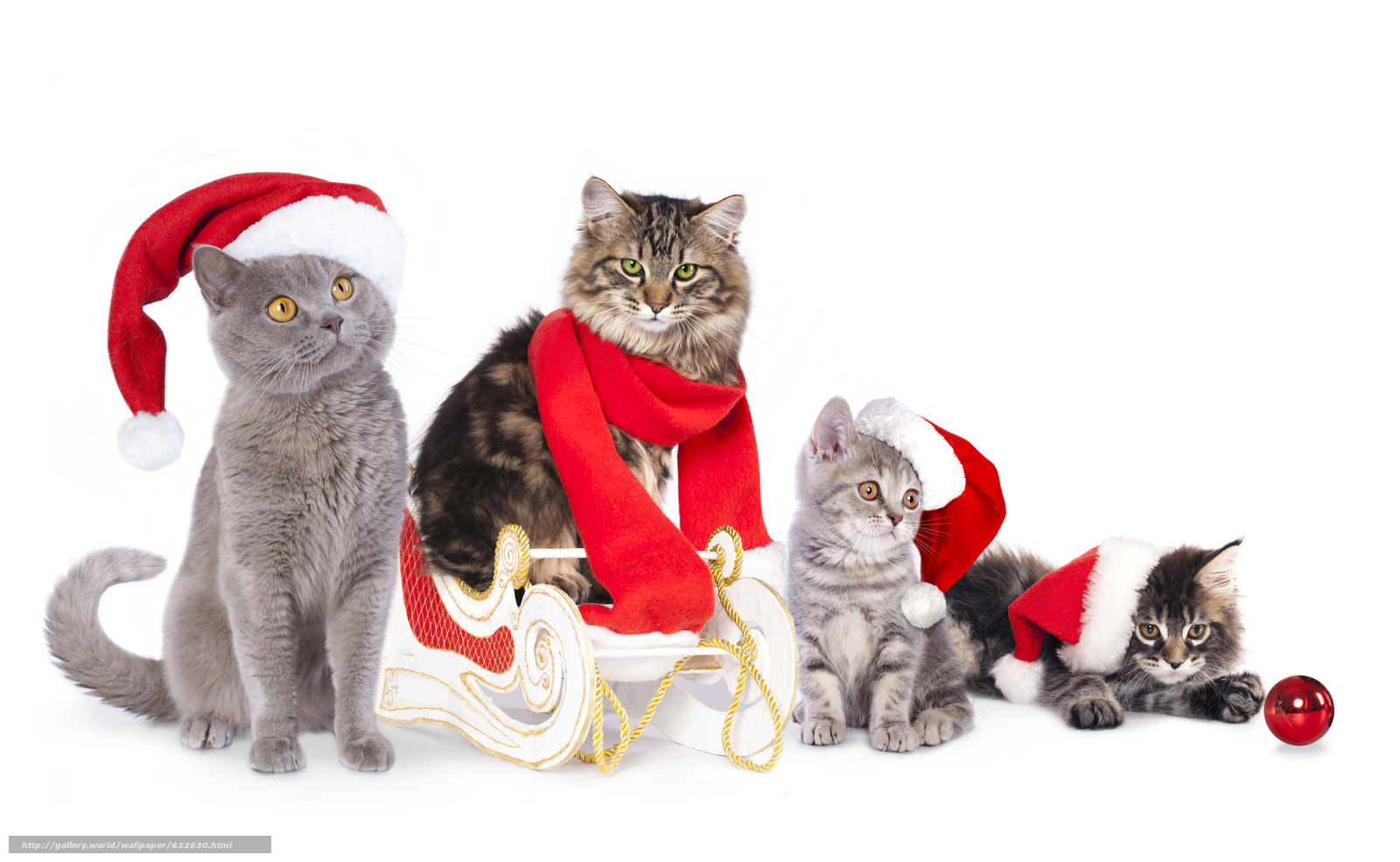 Download Wallpaper Cat, Cats, Kittens, Sledge Free - Christmas Cat Dog - HD Wallpaper 