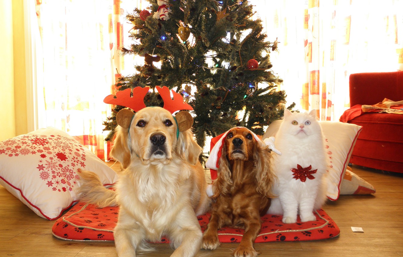 Photo Wallpaper Dogs, Cat, Look, Cats, Room, Tree, - Christmas Tree And Pets - HD Wallpaper 