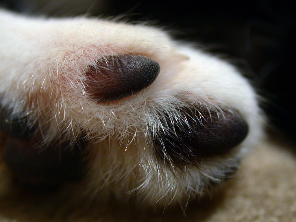 Ella Kitten Photos Cat Photos Gallery Extreme Macro - Companion Dog - HD Wallpaper 