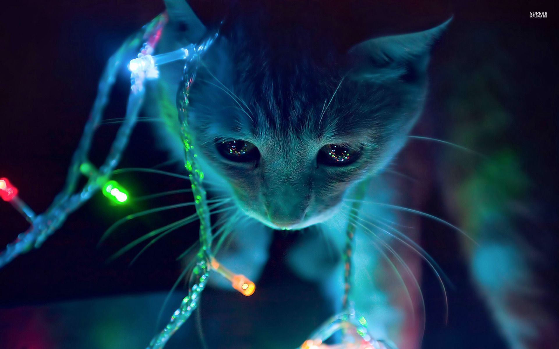 Christmas Lights Cat - HD Wallpaper 
