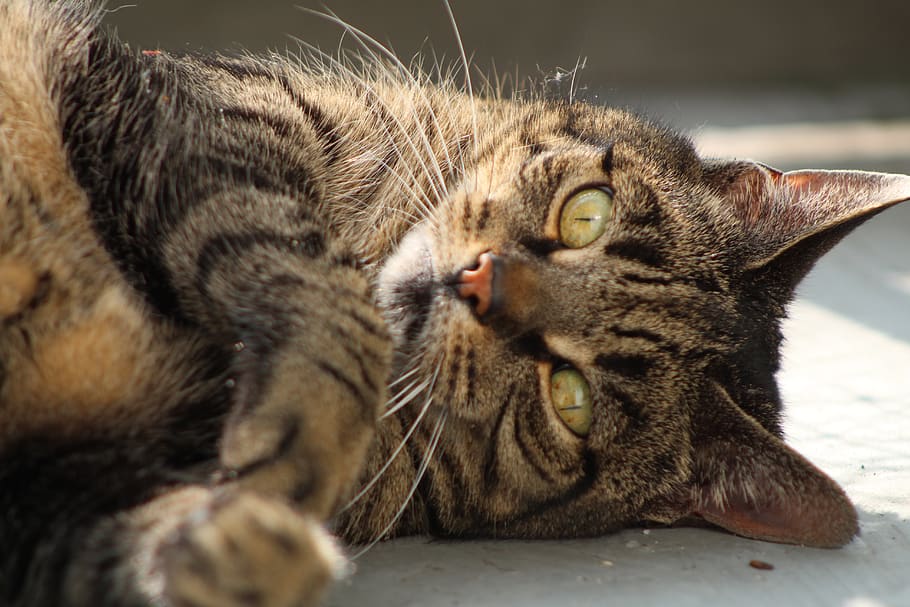 Arabian Mau - HD Wallpaper 