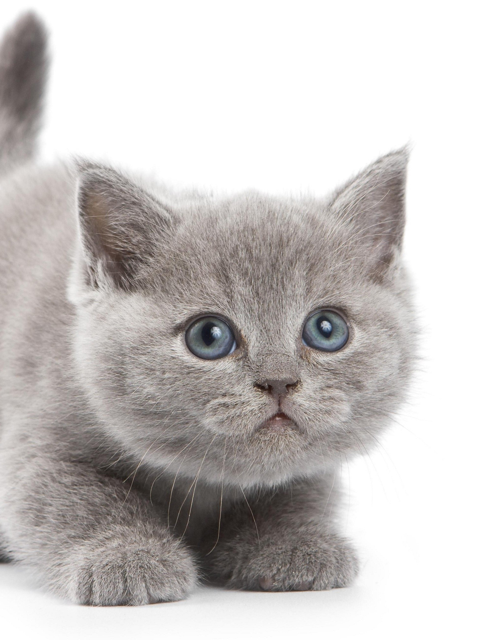 British Short Hair Cat Png - HD Wallpaper 