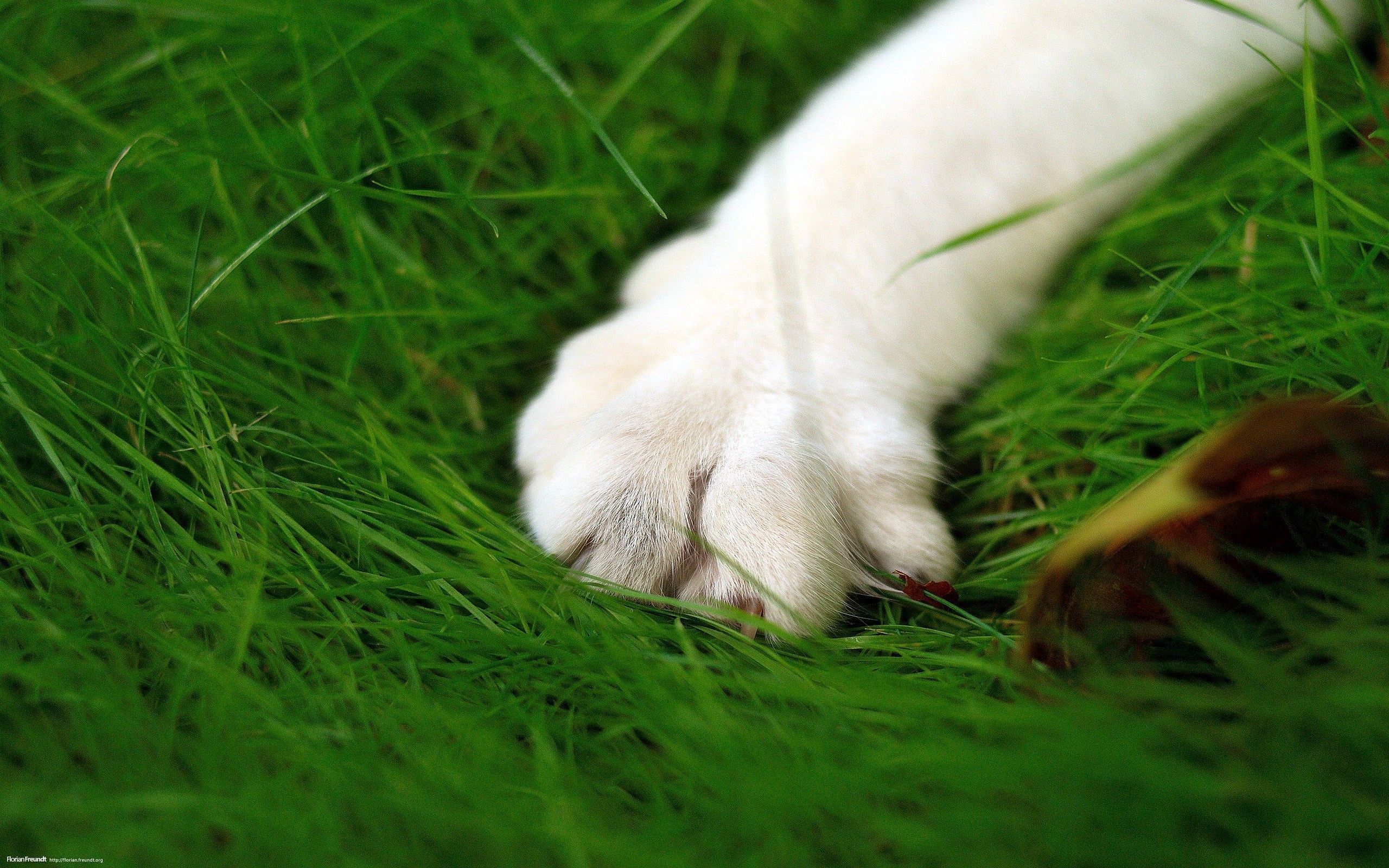 Greens, Cat, Paw, Makrosemka Cat Paw In Grass 2560x1600 Wallpaper