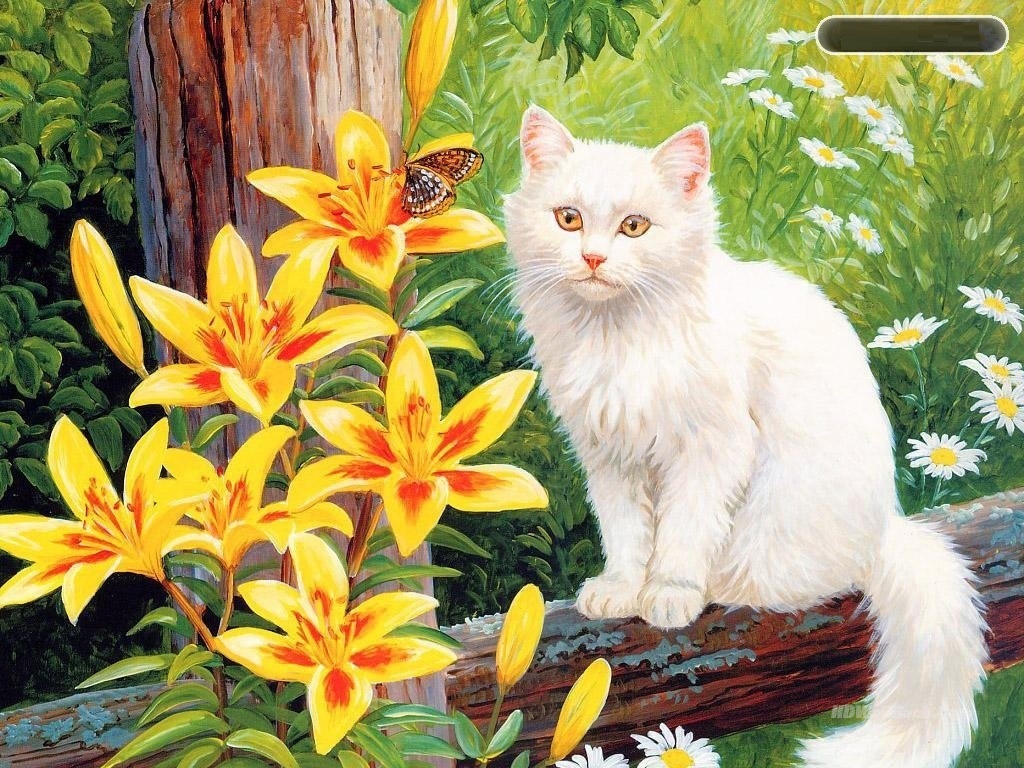 Cute White Cat - HD Wallpaper 